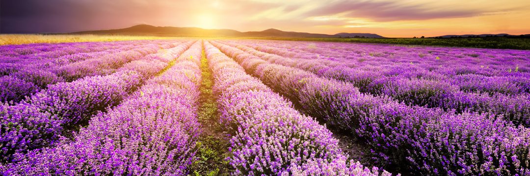 Lavender Field