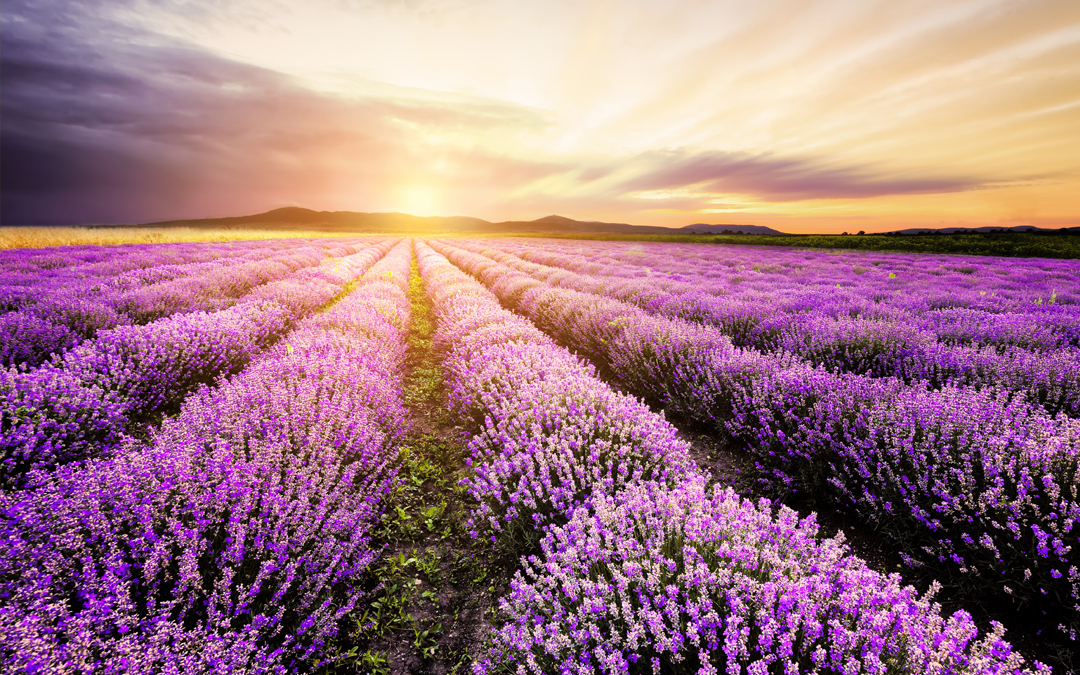 Lavender Field